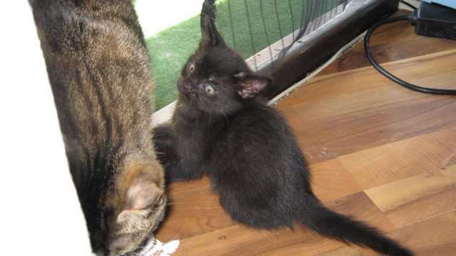 Maine-Coon Babys